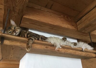 Hauskatze sitzt auf einem selbstgebauten Wandregal aus gehackten Altholz-Heimwerkerbrettern